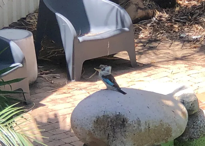 Kookaburra Oasis