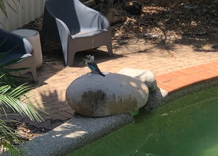 Kookaburra Oasis