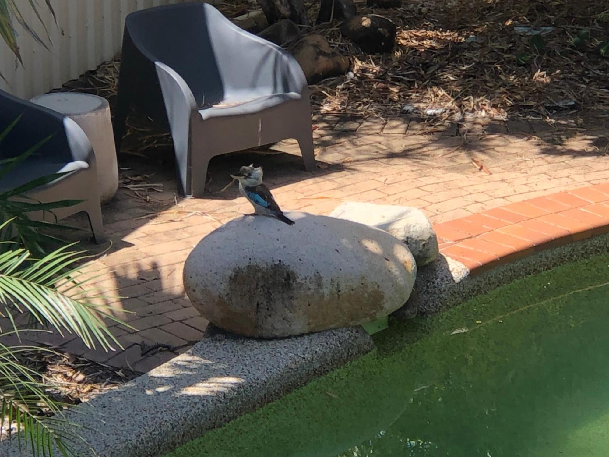 Kookaburra Oasis Apartment *